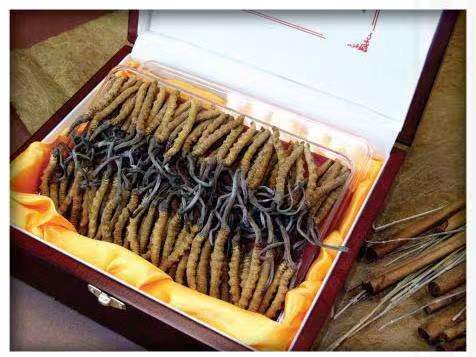 吕梁冬虫夏草回收